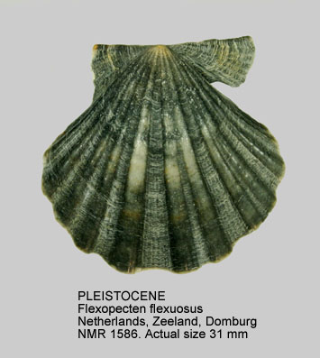 PLEISTOCENE Flexopecten flexuosus.jpg - PLEISTOCENE Flexopecten flexuosus (Poli,1795)